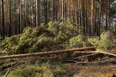 Колоссальные объёмы незаконных рубок леса в Зиминском районе