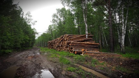 В лесу без изменений: варварские рубки Черемховского района